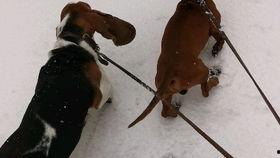 老狗网红爆料视频,揭秘娱乐圈幕后真相 第1张 老狗网红爆料视频,揭秘娱乐圈幕后真相 第1张